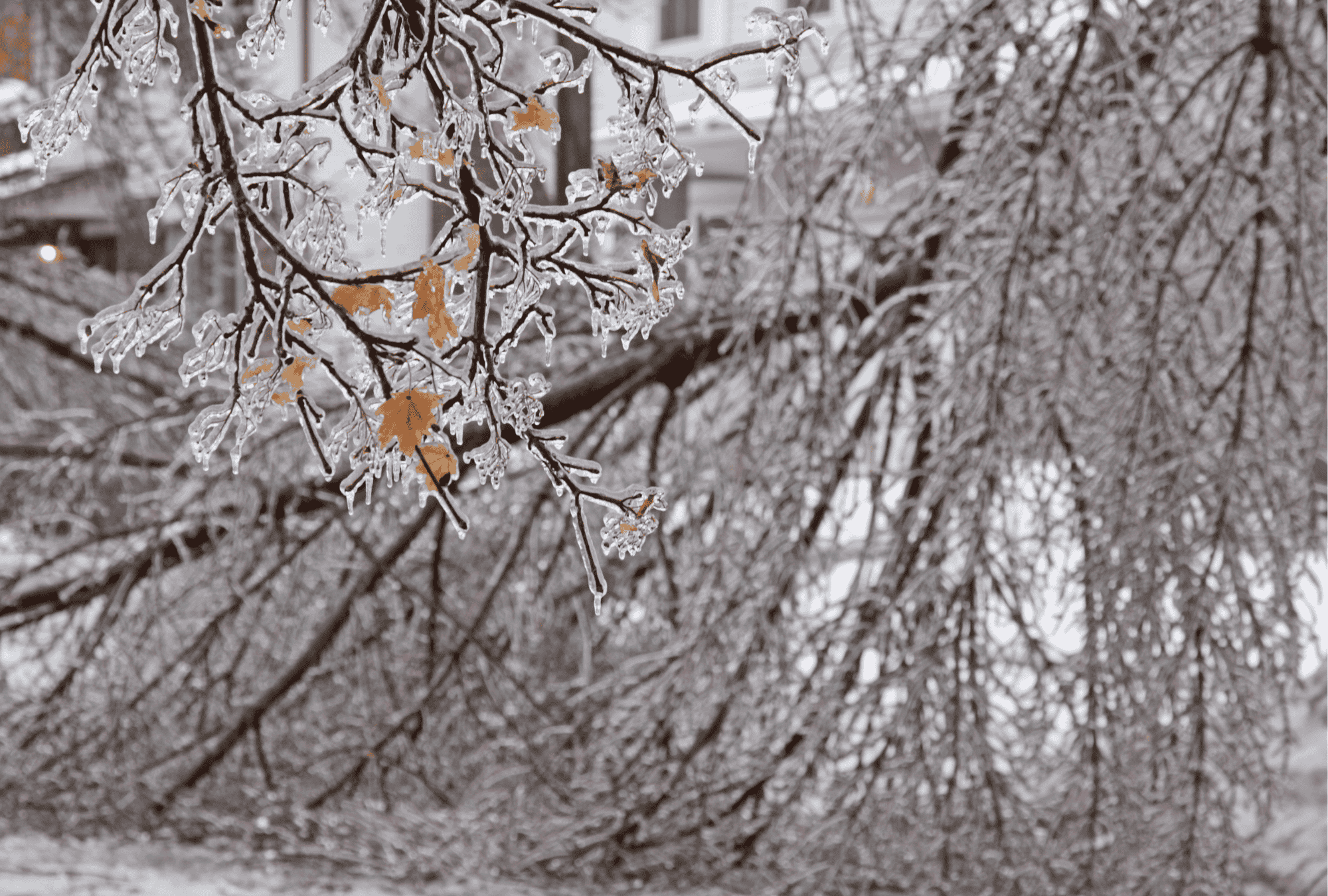 fallen trees covered in ice