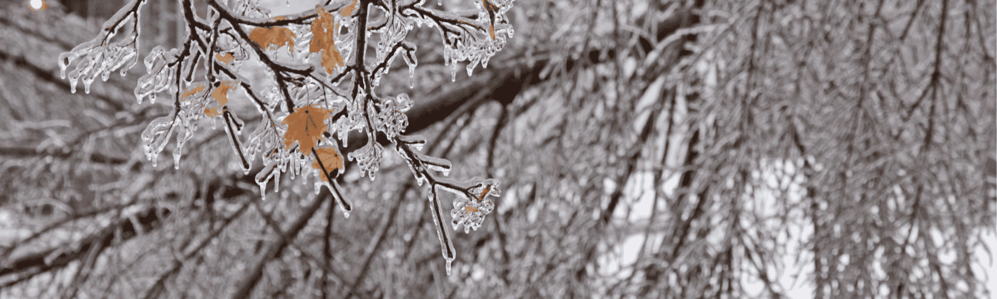 fallen trees covered in ice