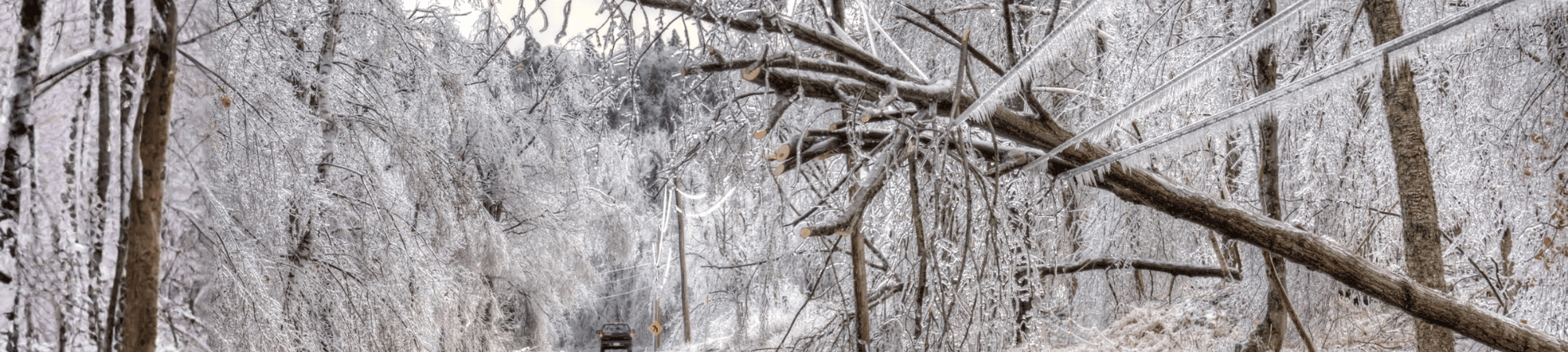 Ice on trees and tree on power line