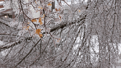 ice on trees