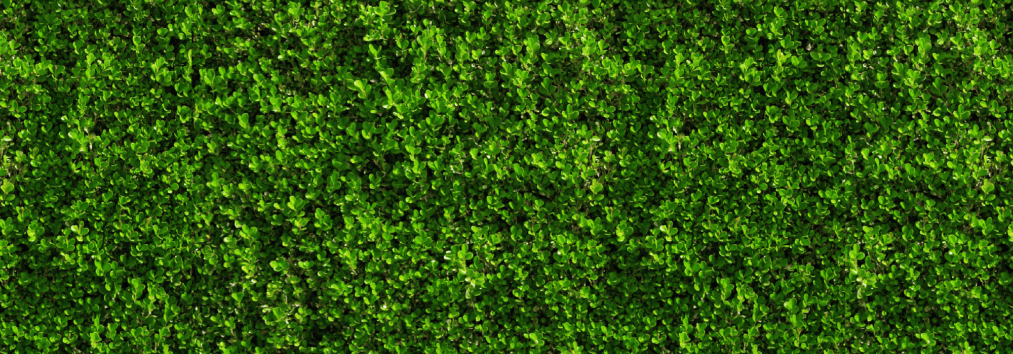 green boxwood background