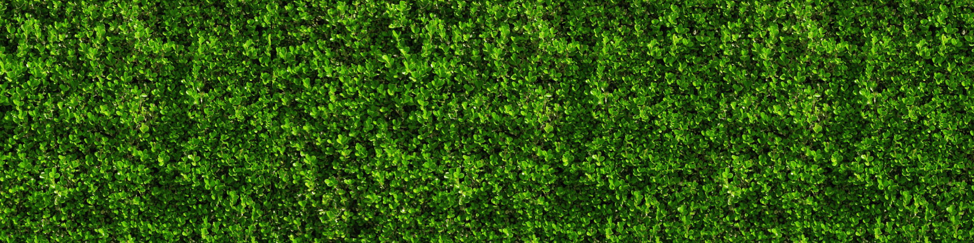 boxwood hedge